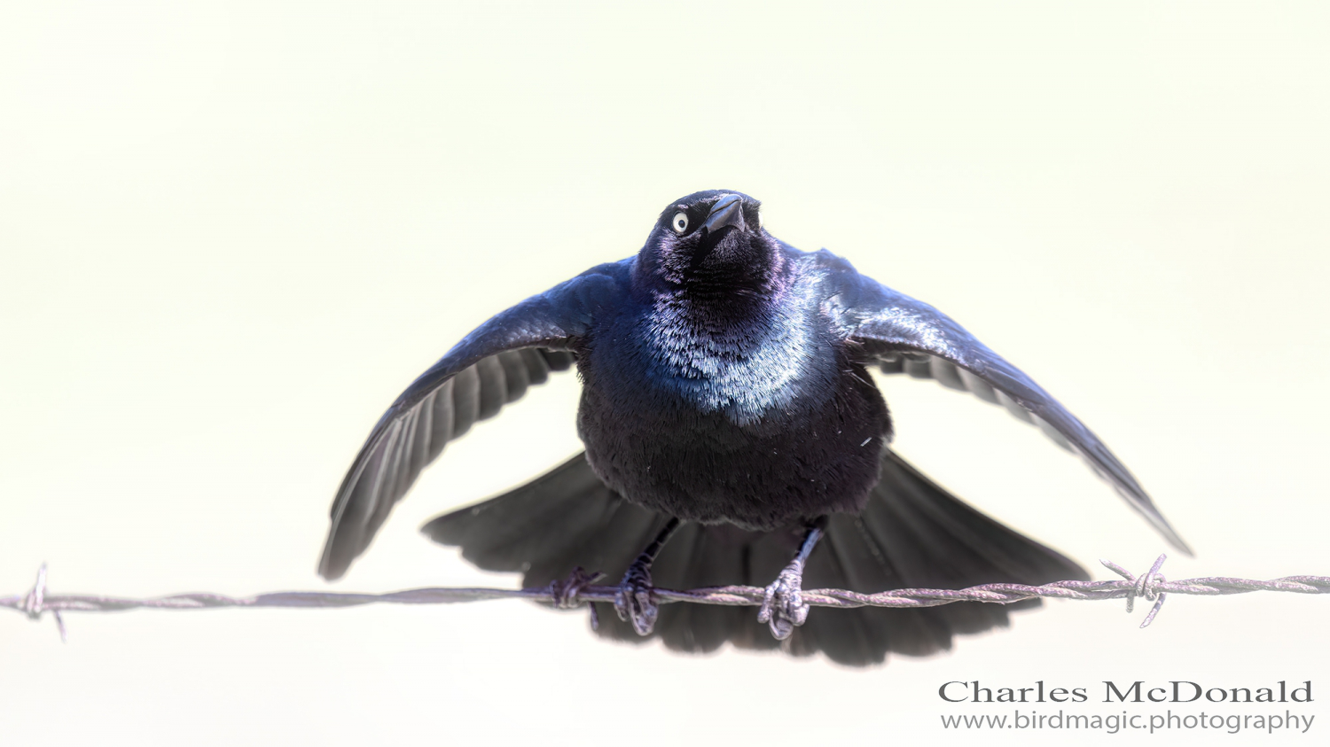 Brewer's Blackbird