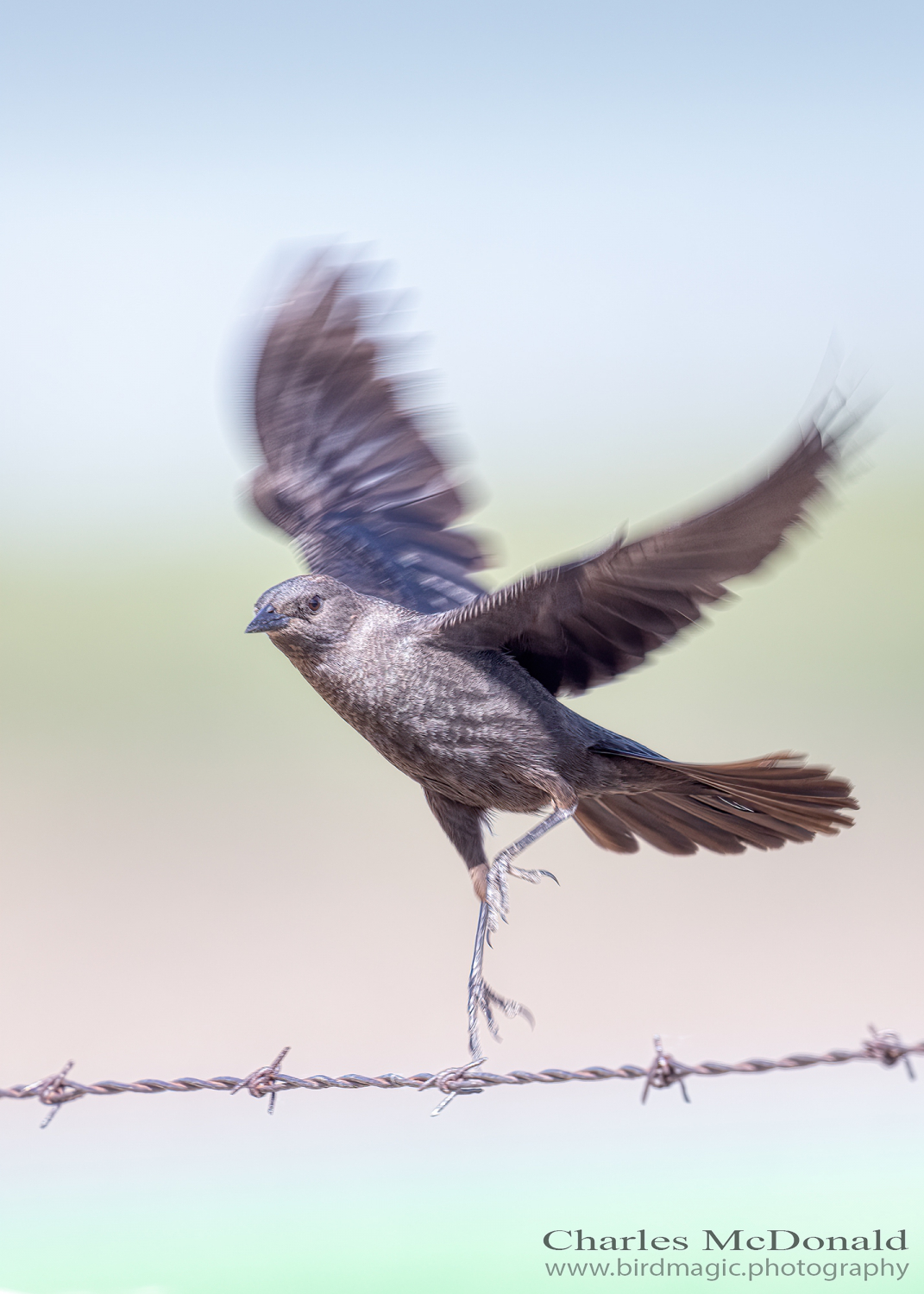 Brewer's Blackbird