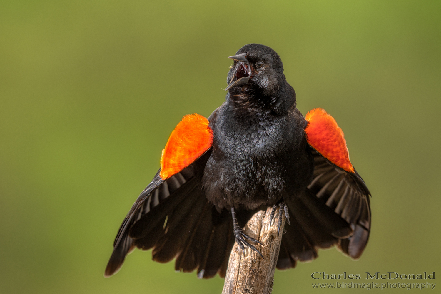 Red-winged Blackbird