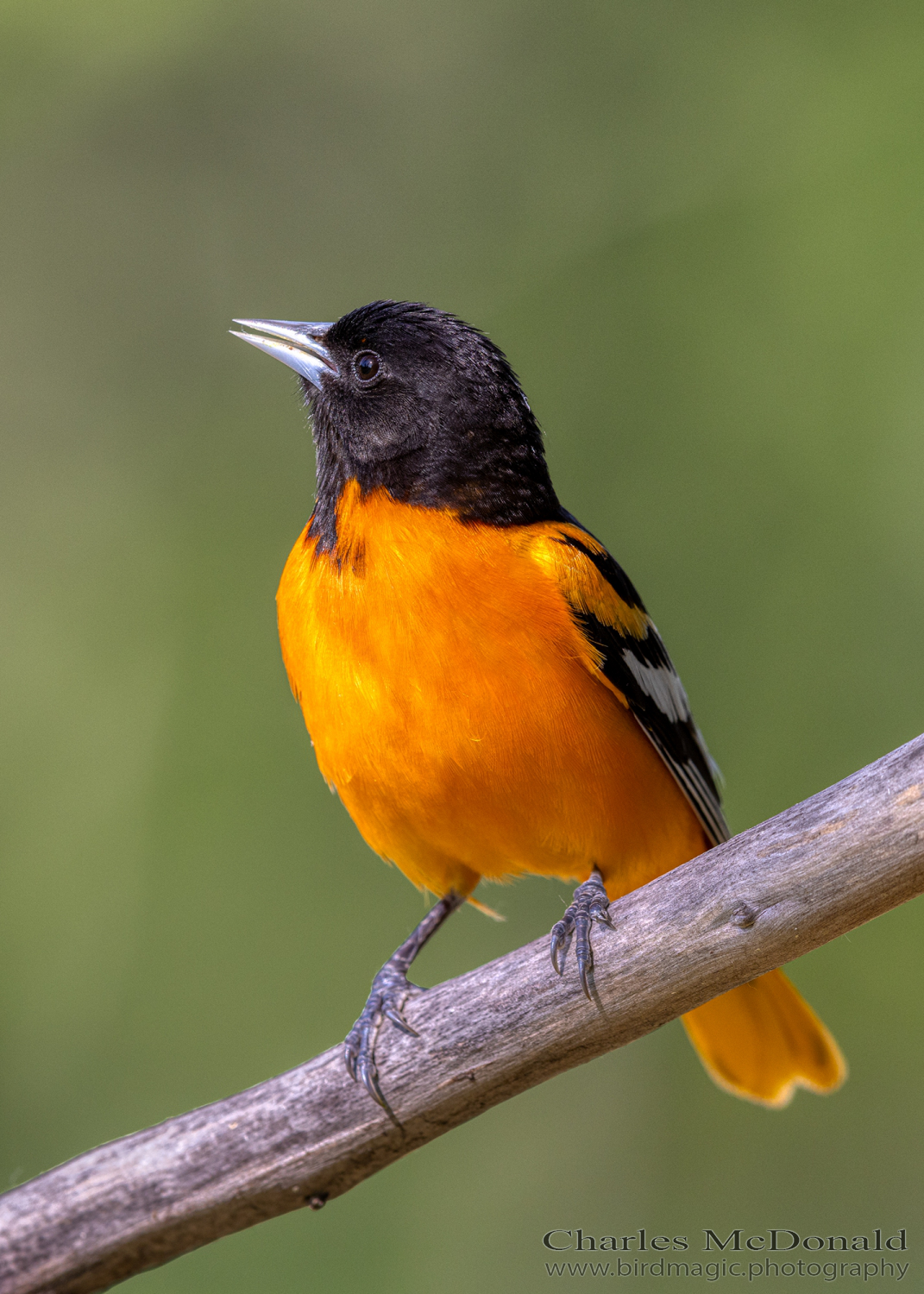 Baltimore Oriole