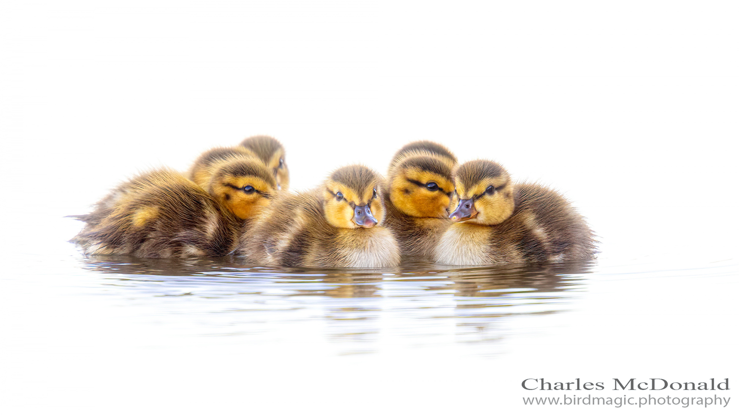 Mallard