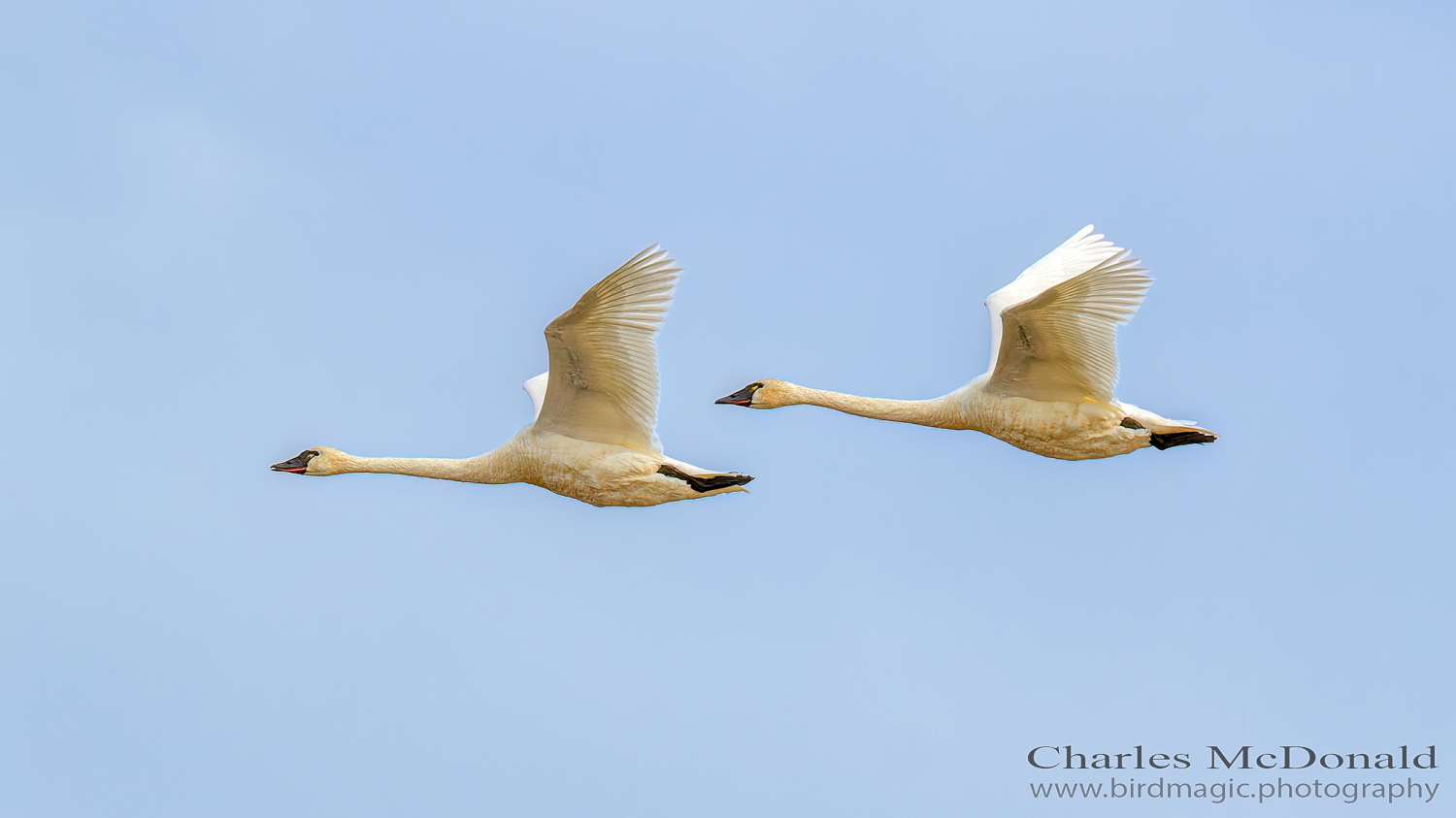 Tundra Swan