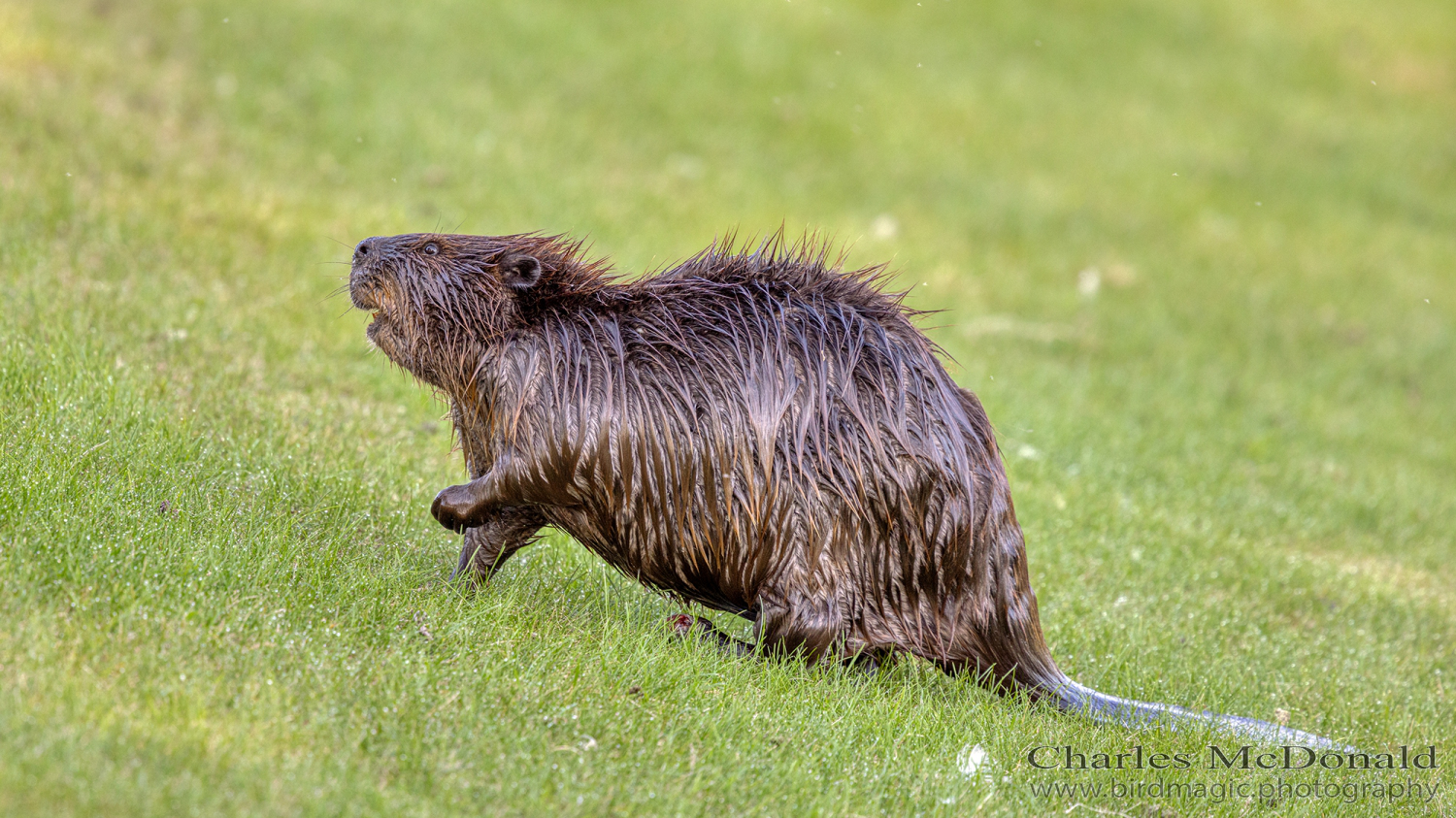 Beaver