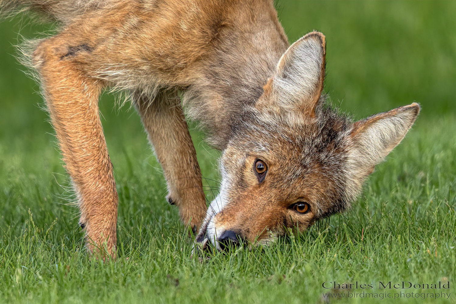 Coyote