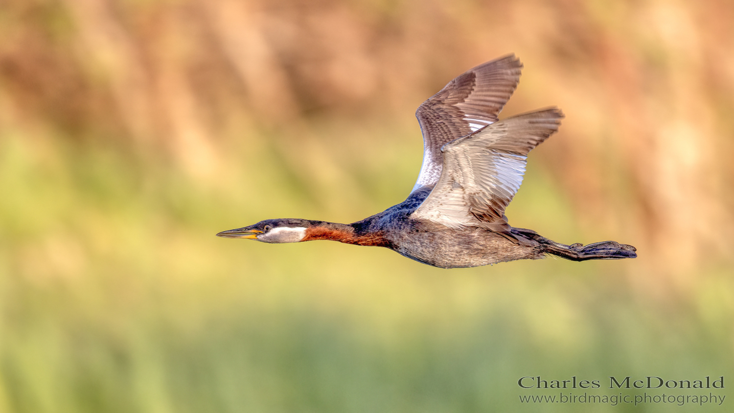 Red-necked Grebe