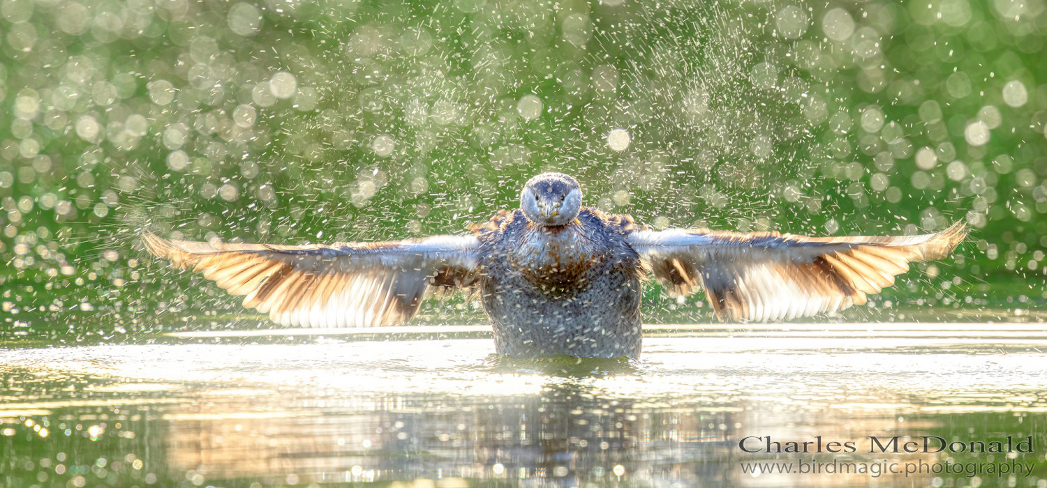 Red-necked Grebe