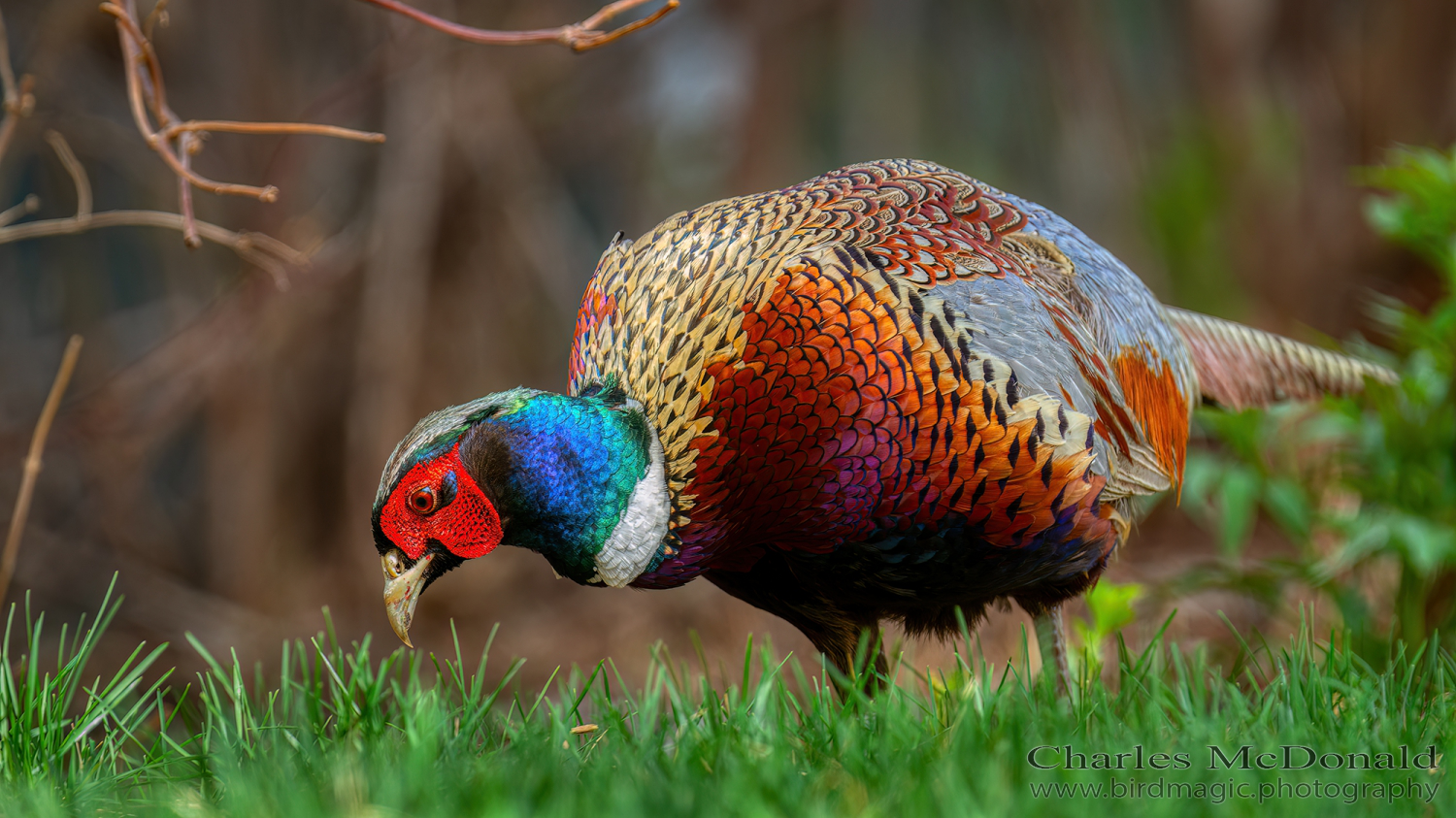 Ring-necked Pheasant