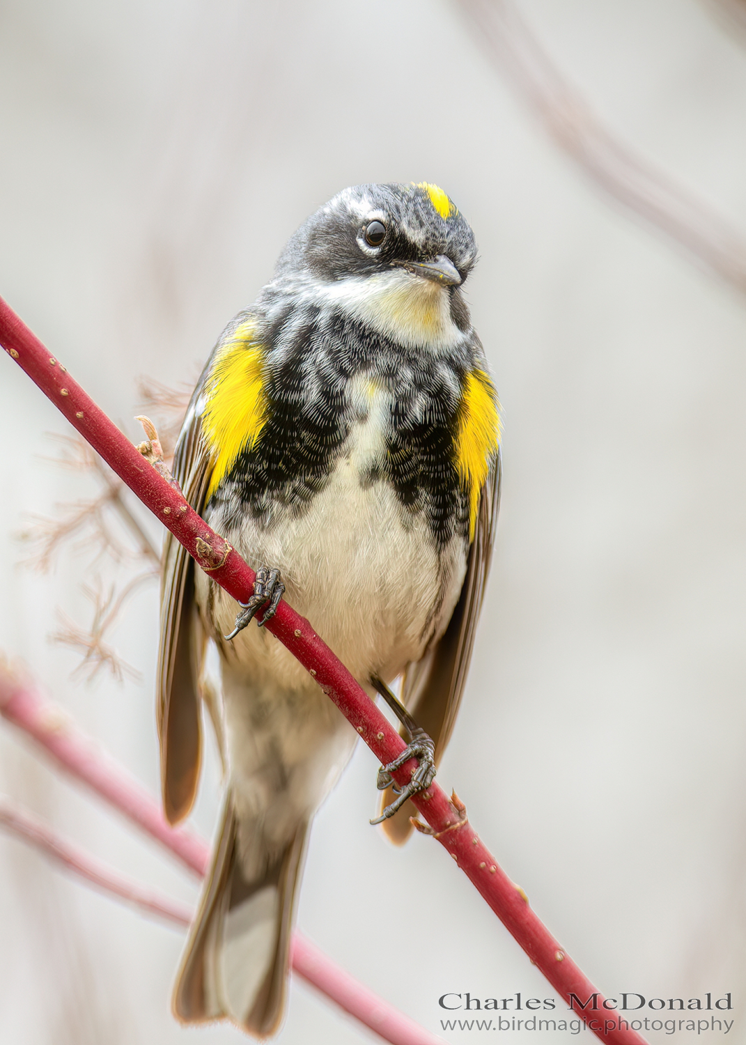 Yellow-rumped Warbler