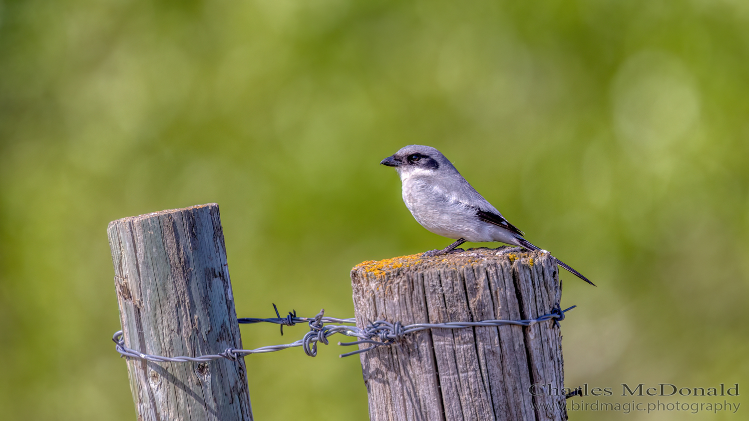 Loggerhead Shrike
