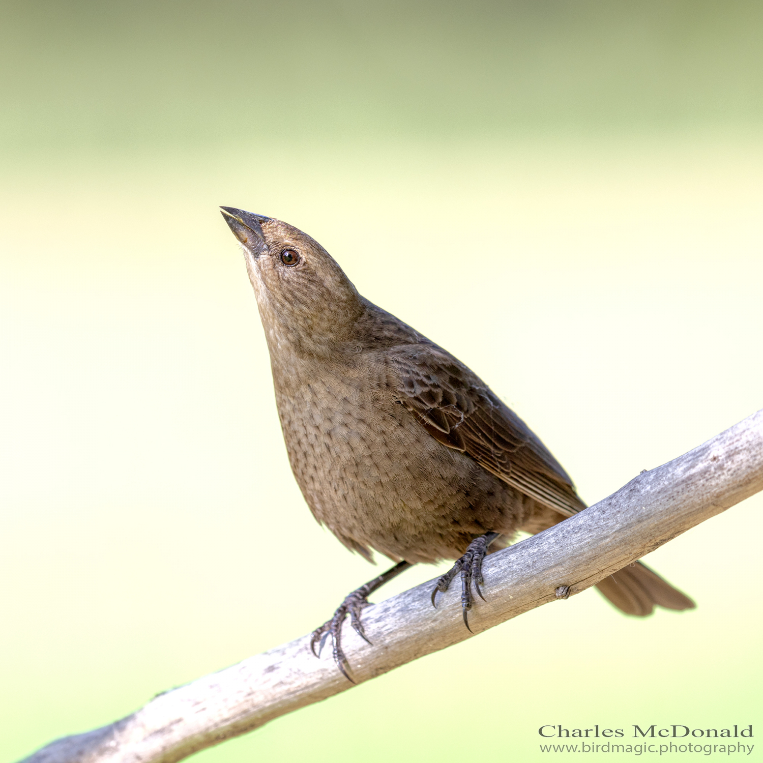Brown-headed Cowbird