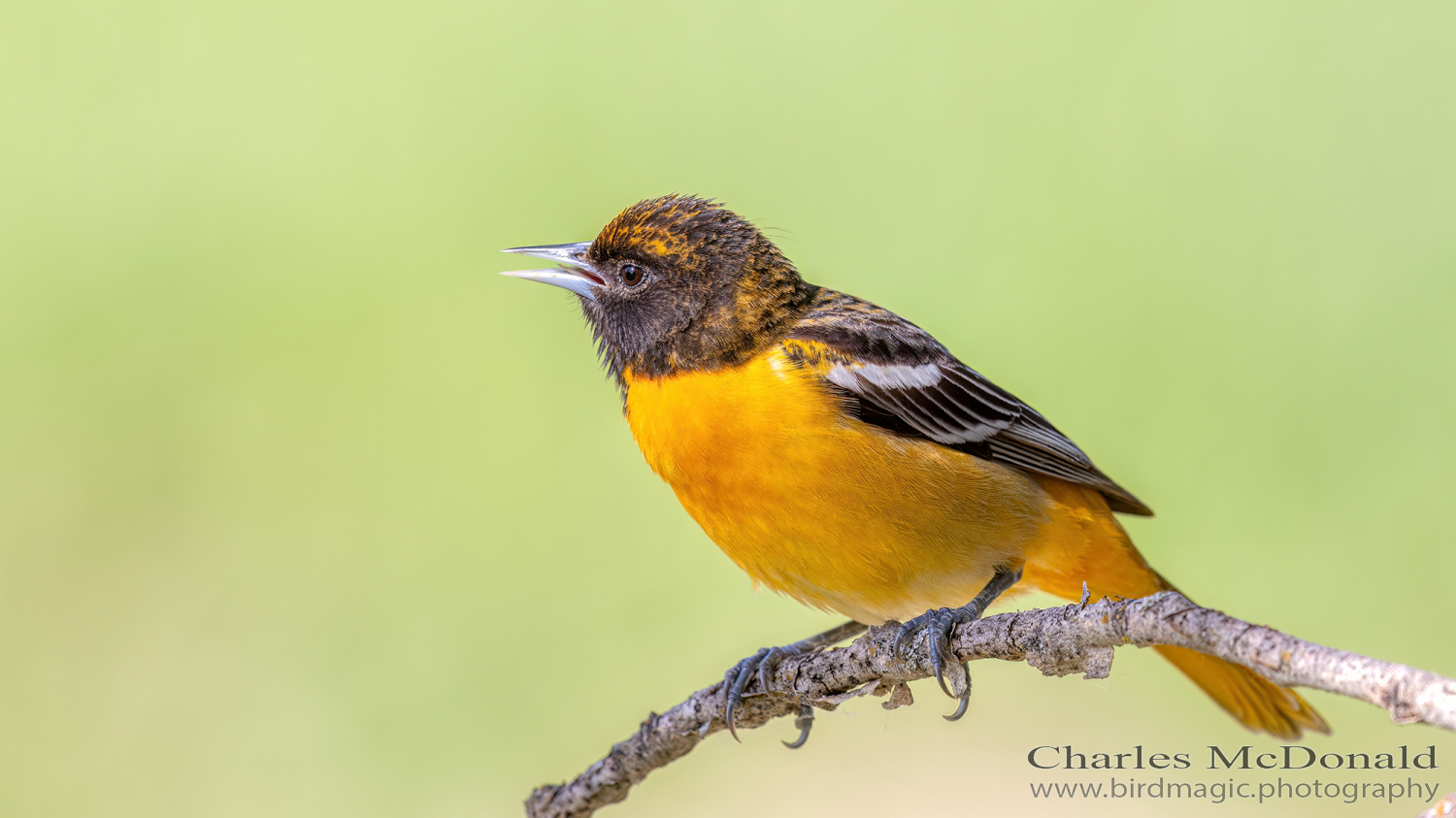 Baltimore Oriole