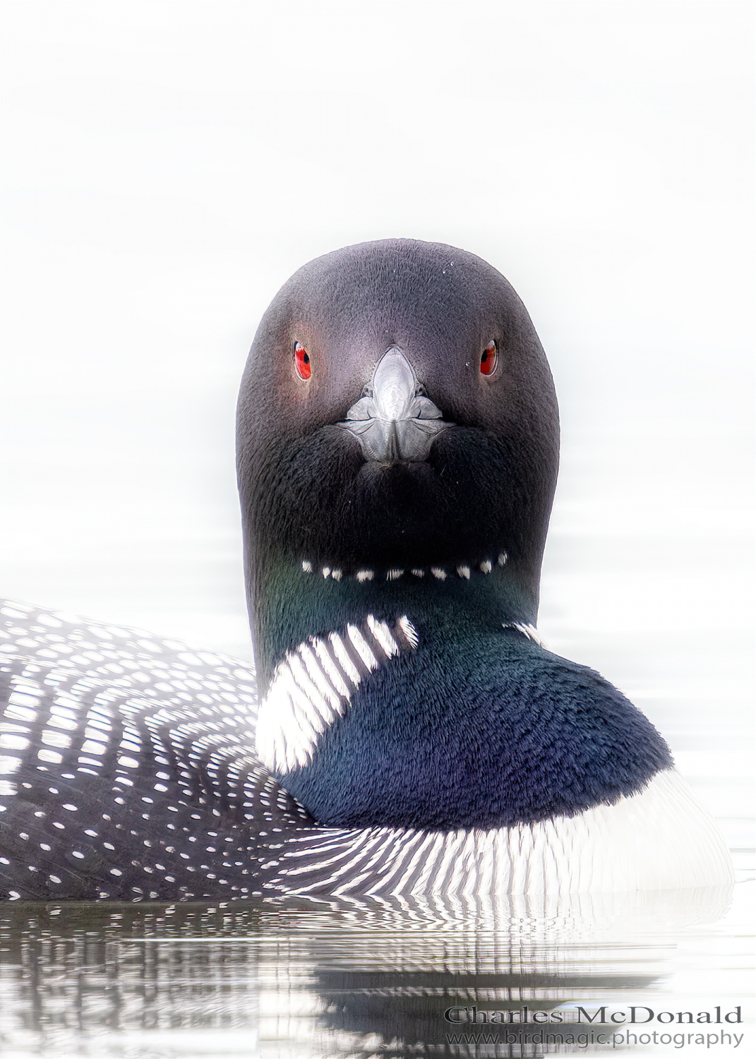 Common Loon