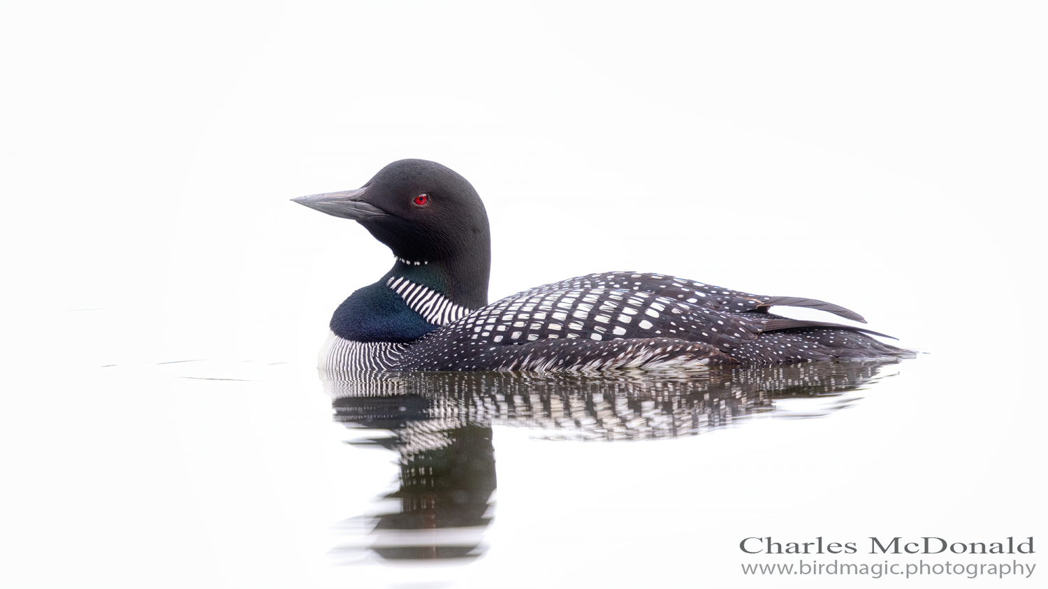 Common Loon