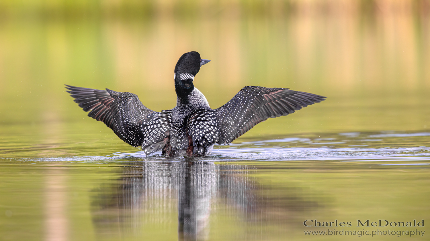Common Loon