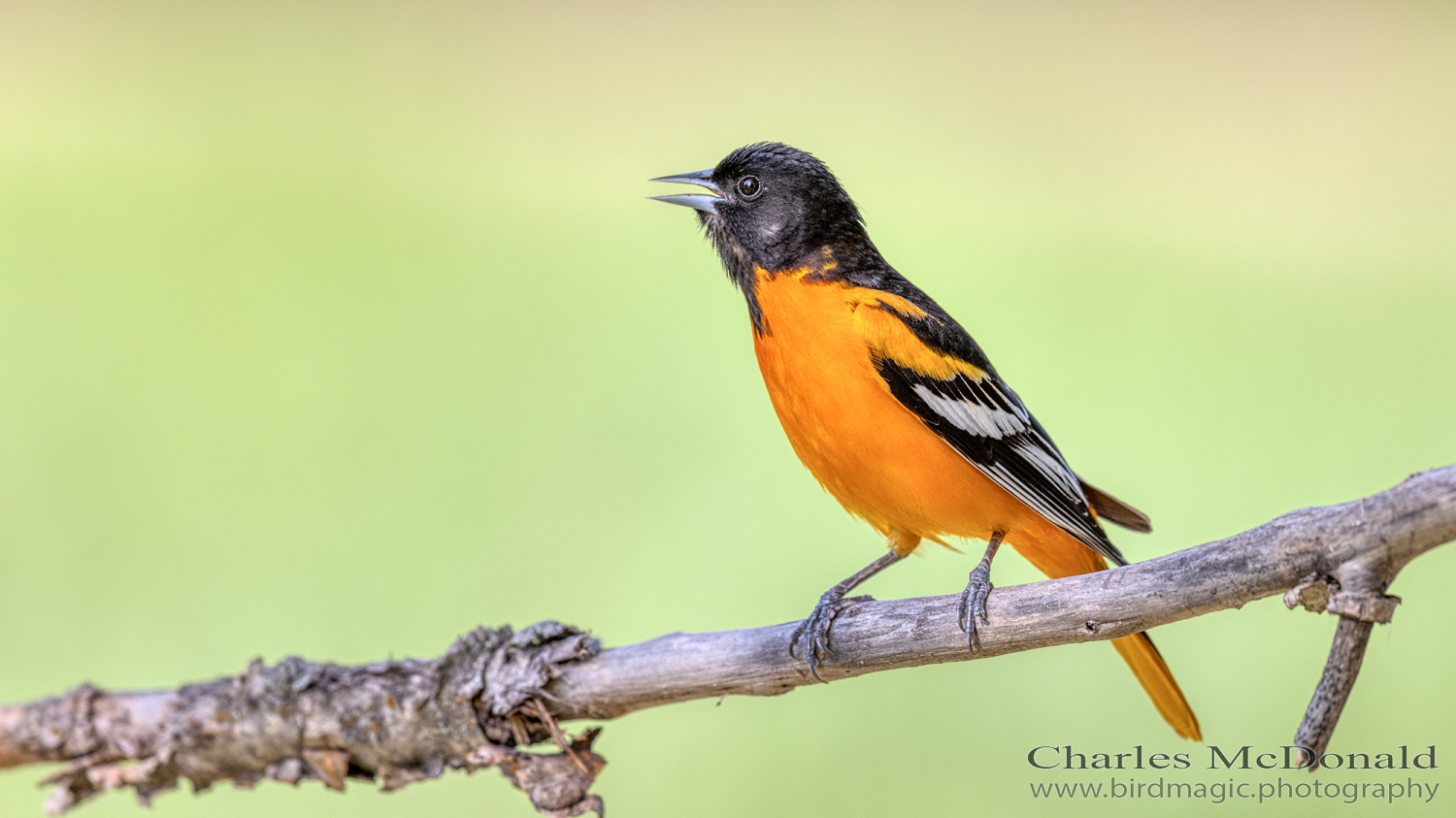 Baltimore Oriole