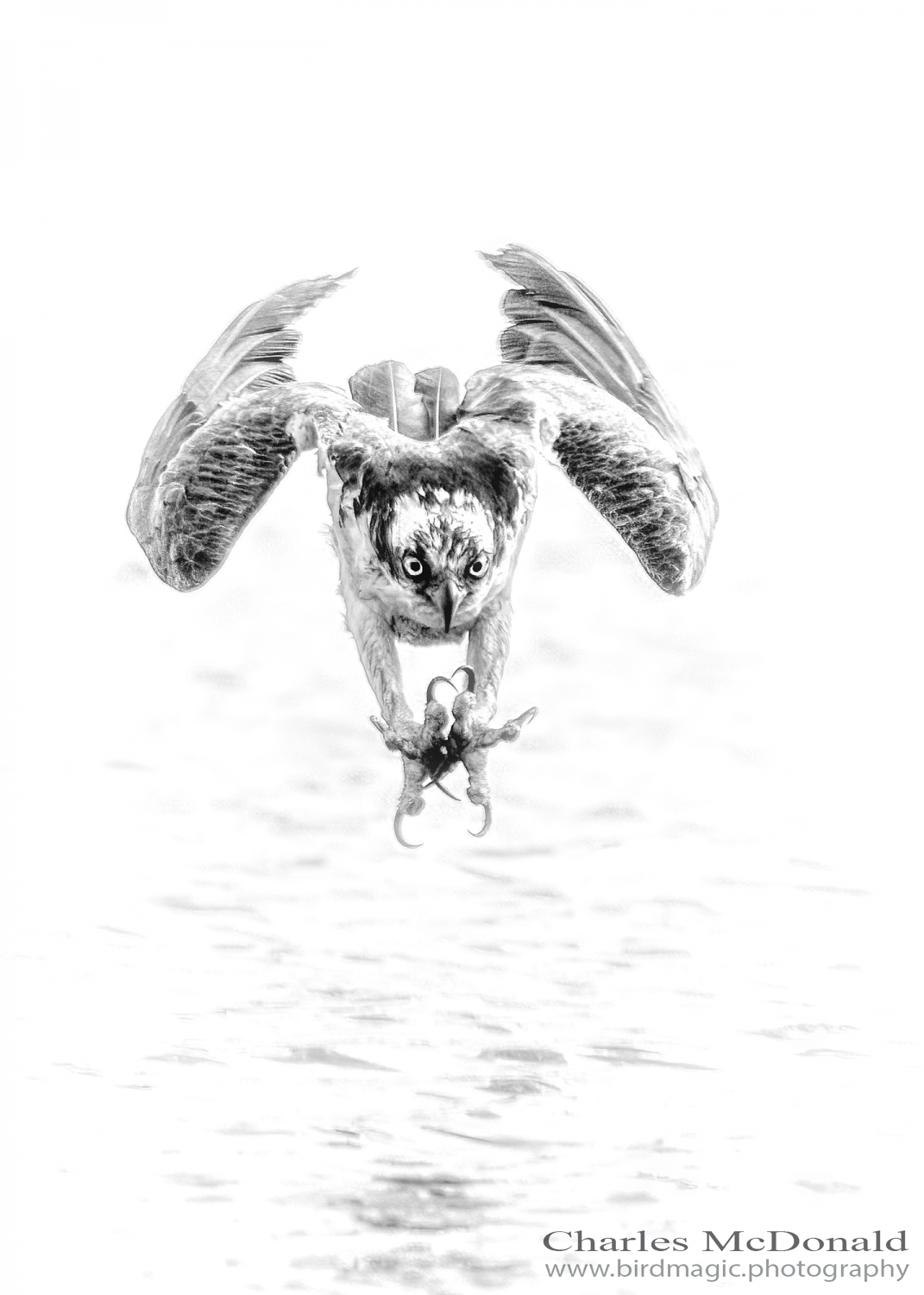 Osprey