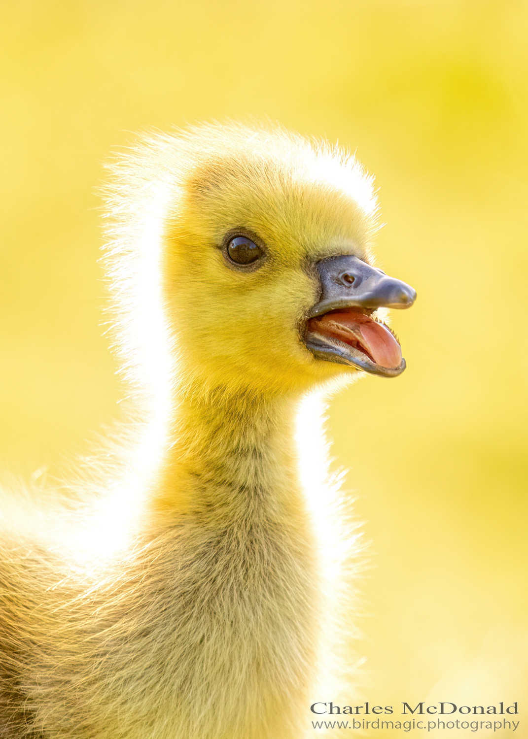 Canada Goose