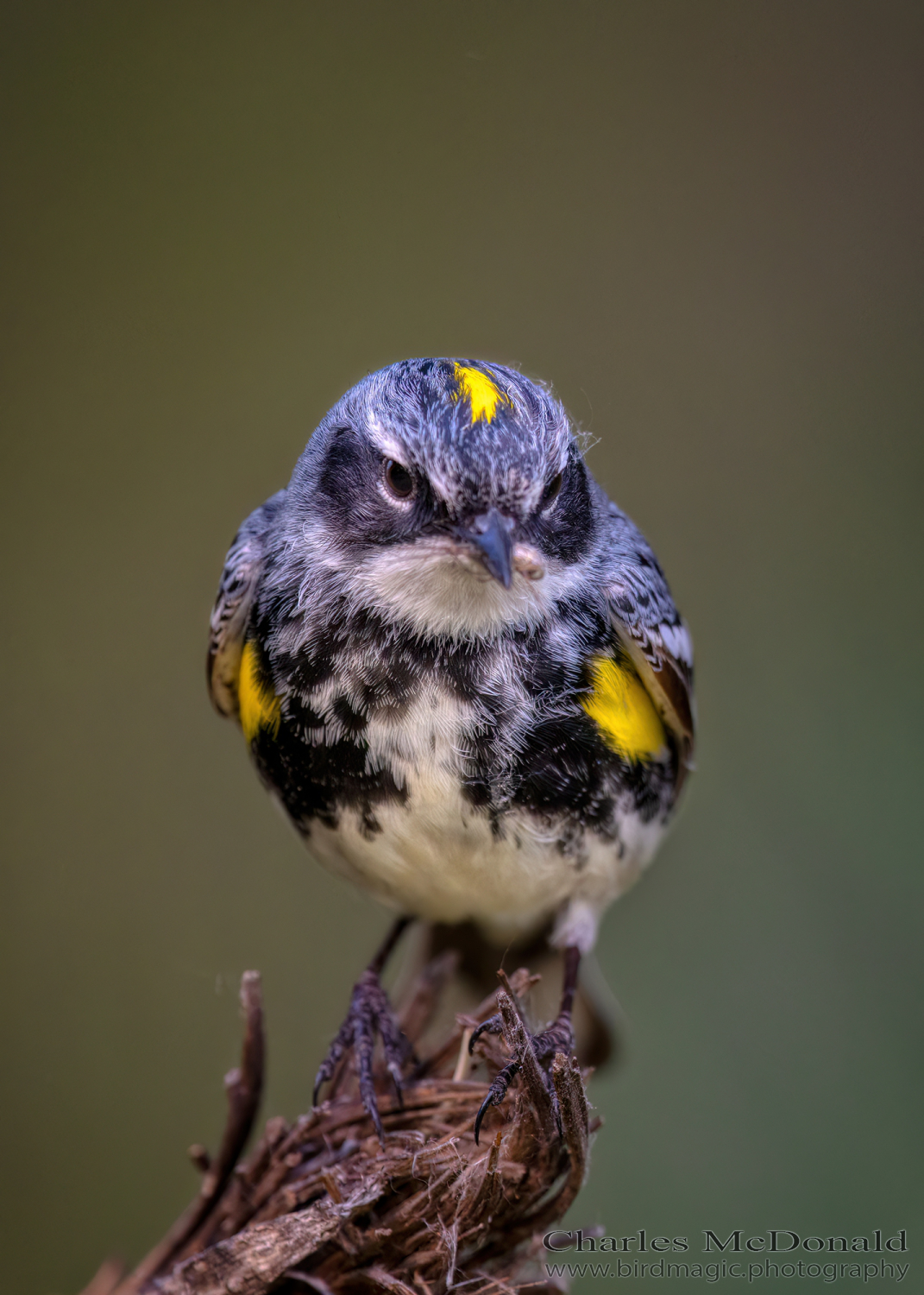 Yellow-rumped Warbler