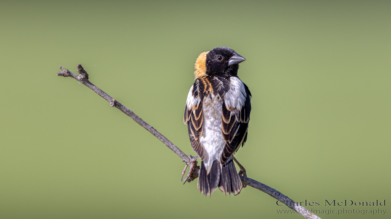 Bobolink