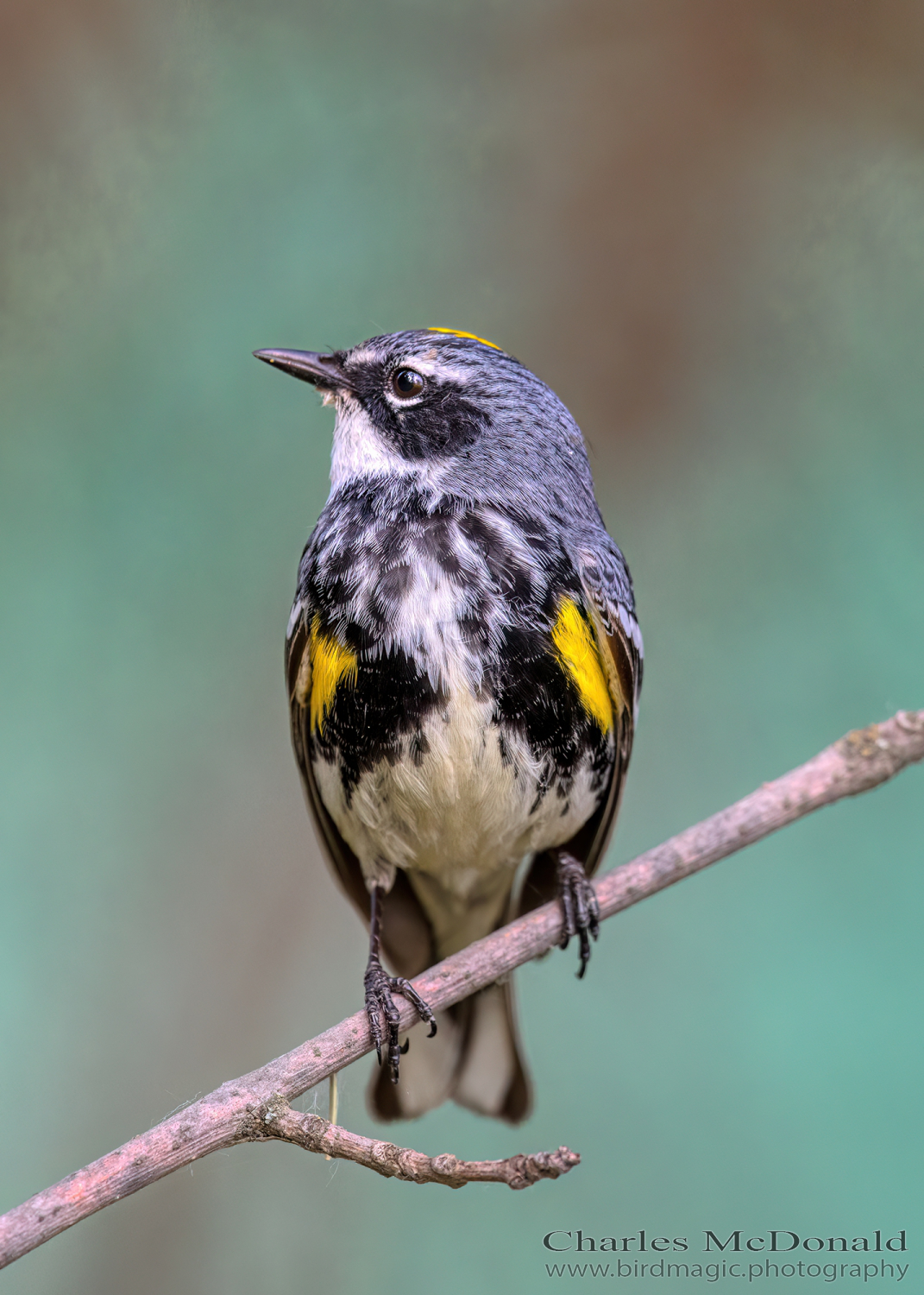 Yellow-rumped Warbler