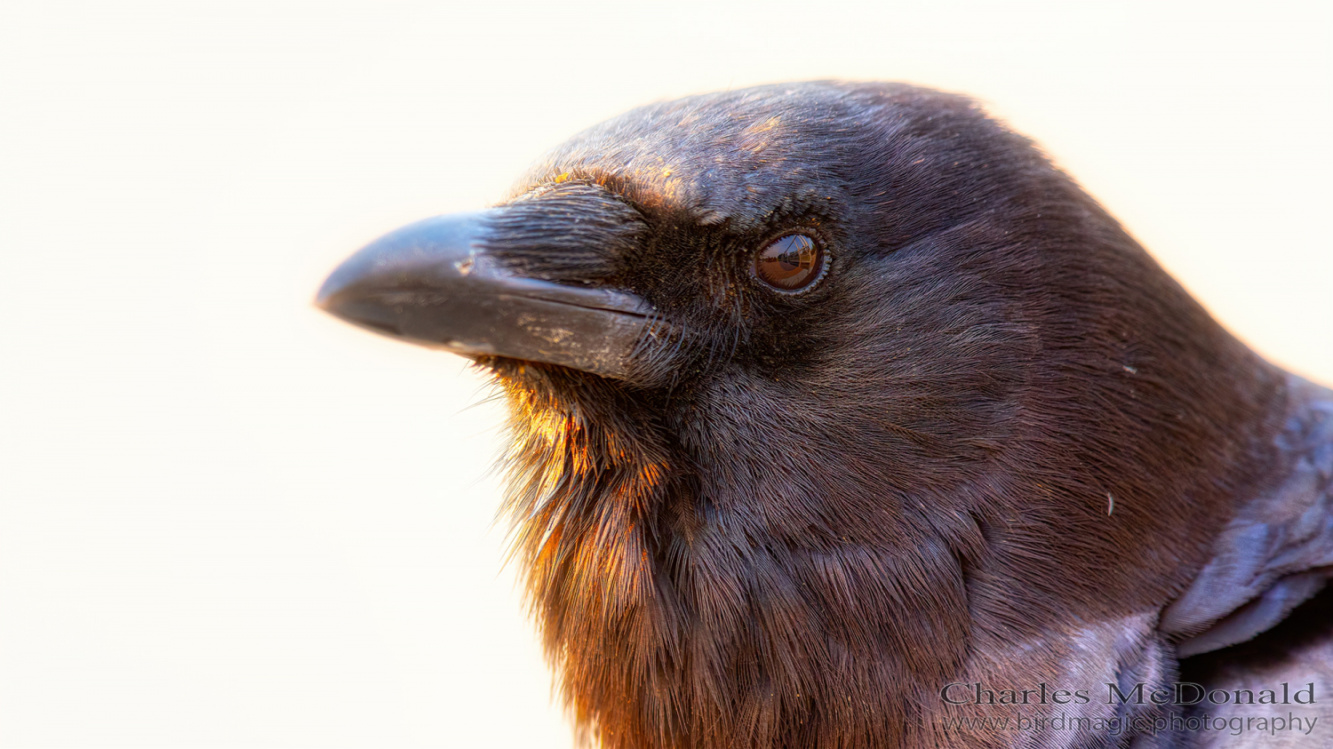 American Crow