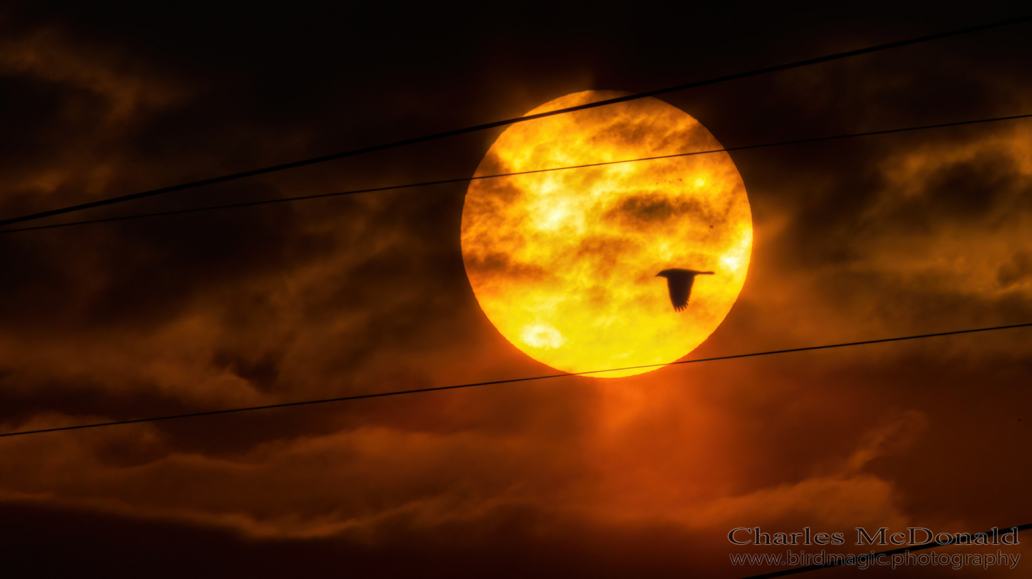 American Crow
