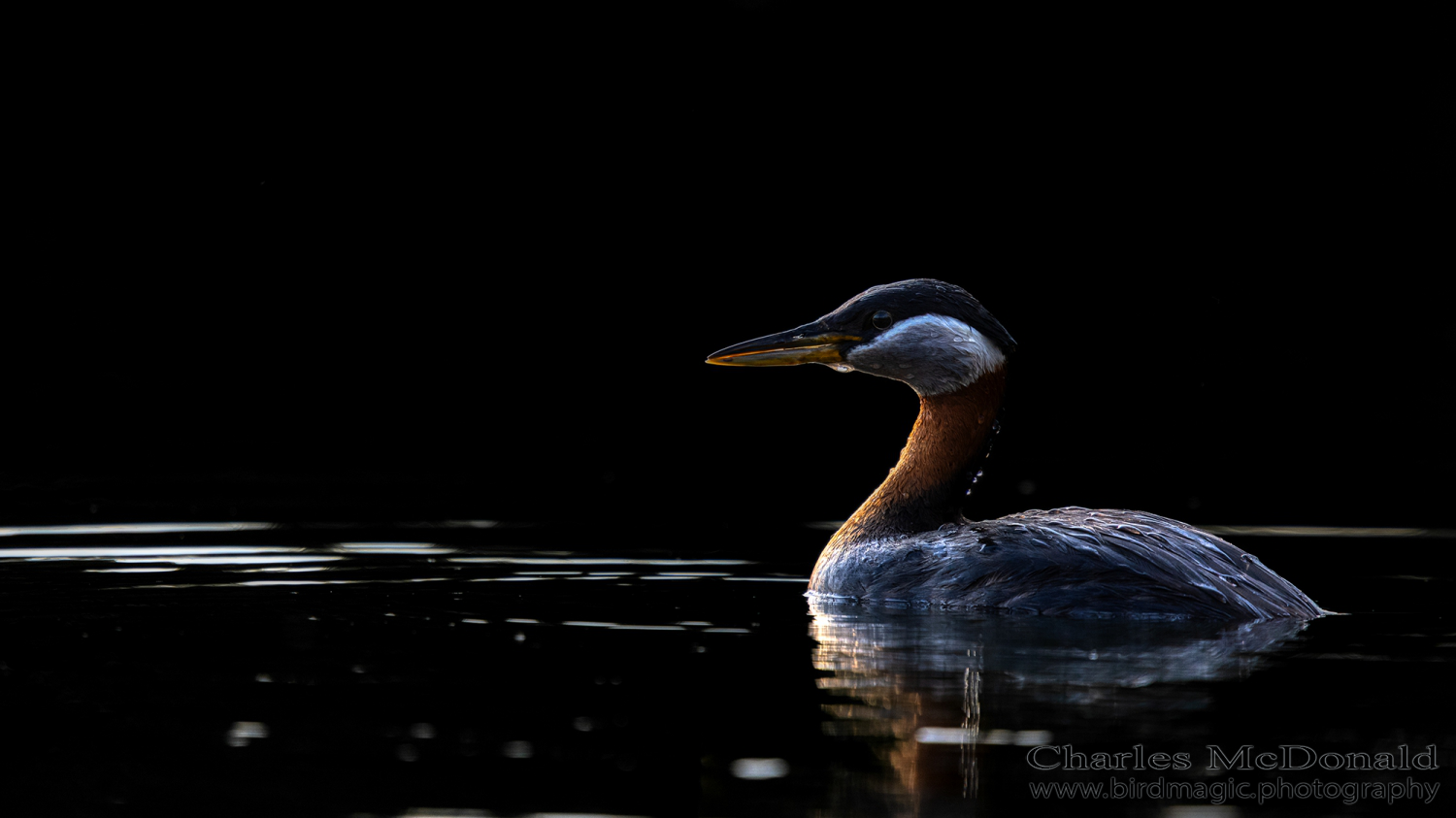 Red-necked Grebe
