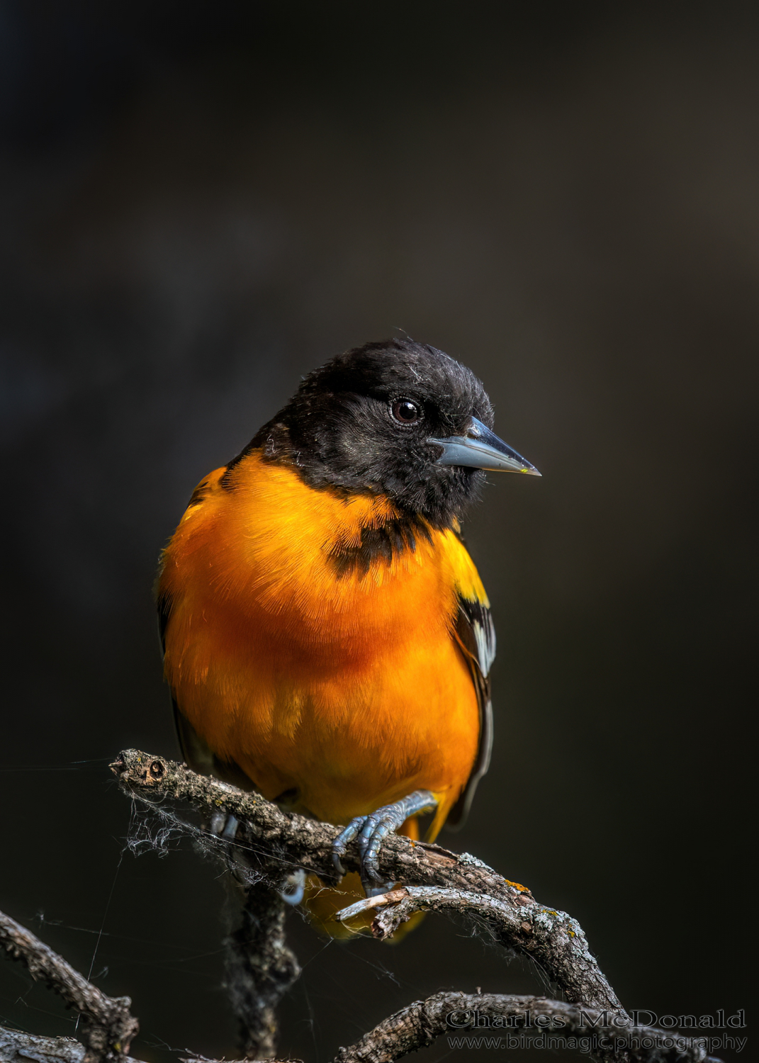 Baltimore Oriole