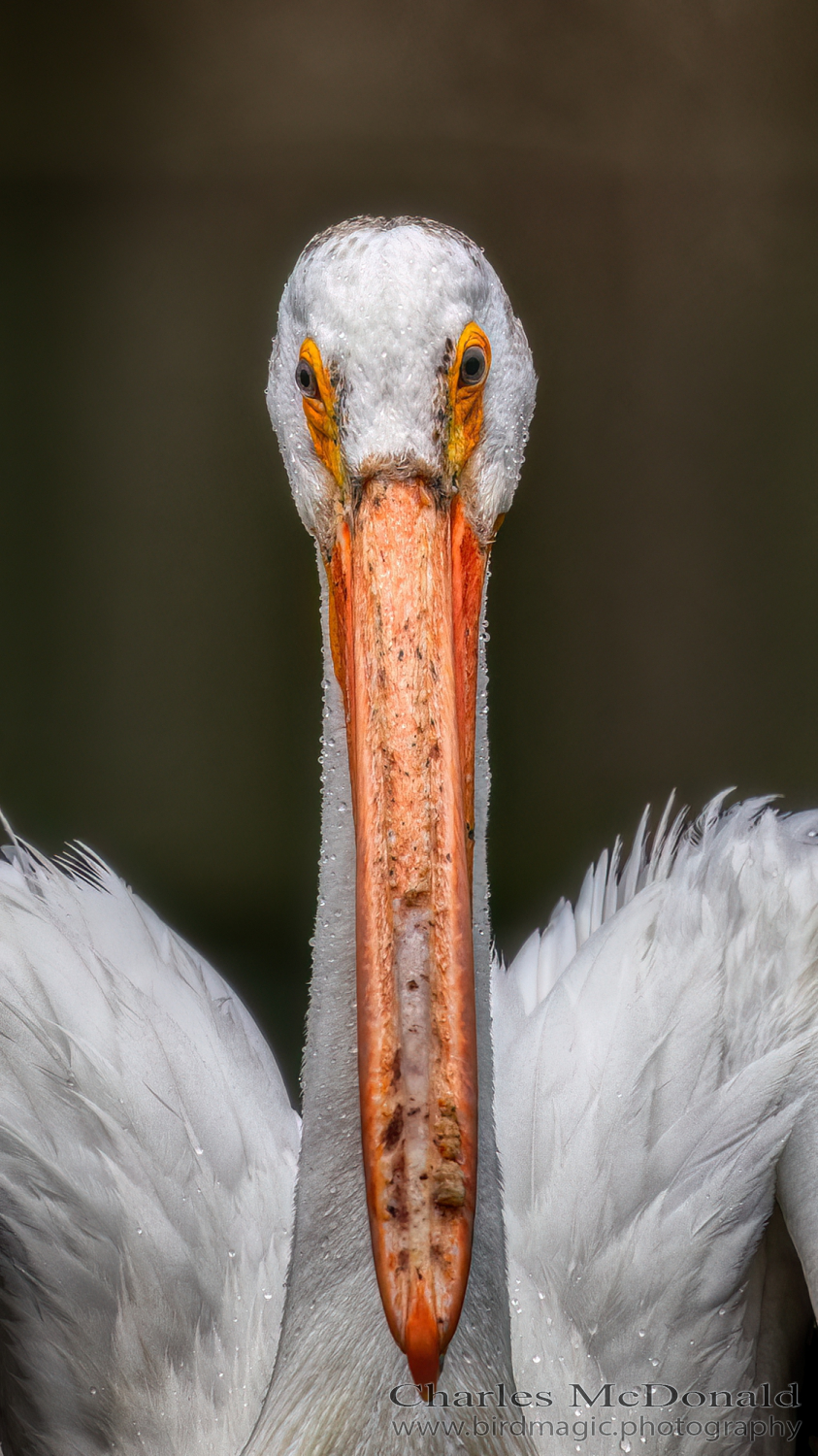 American White Pelican