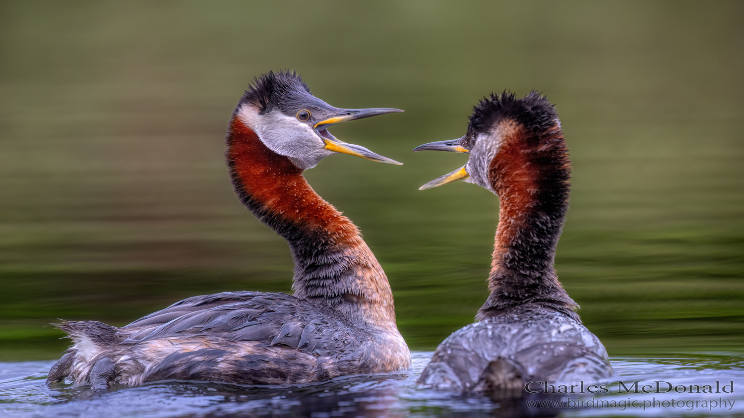 Red-necked Grebe