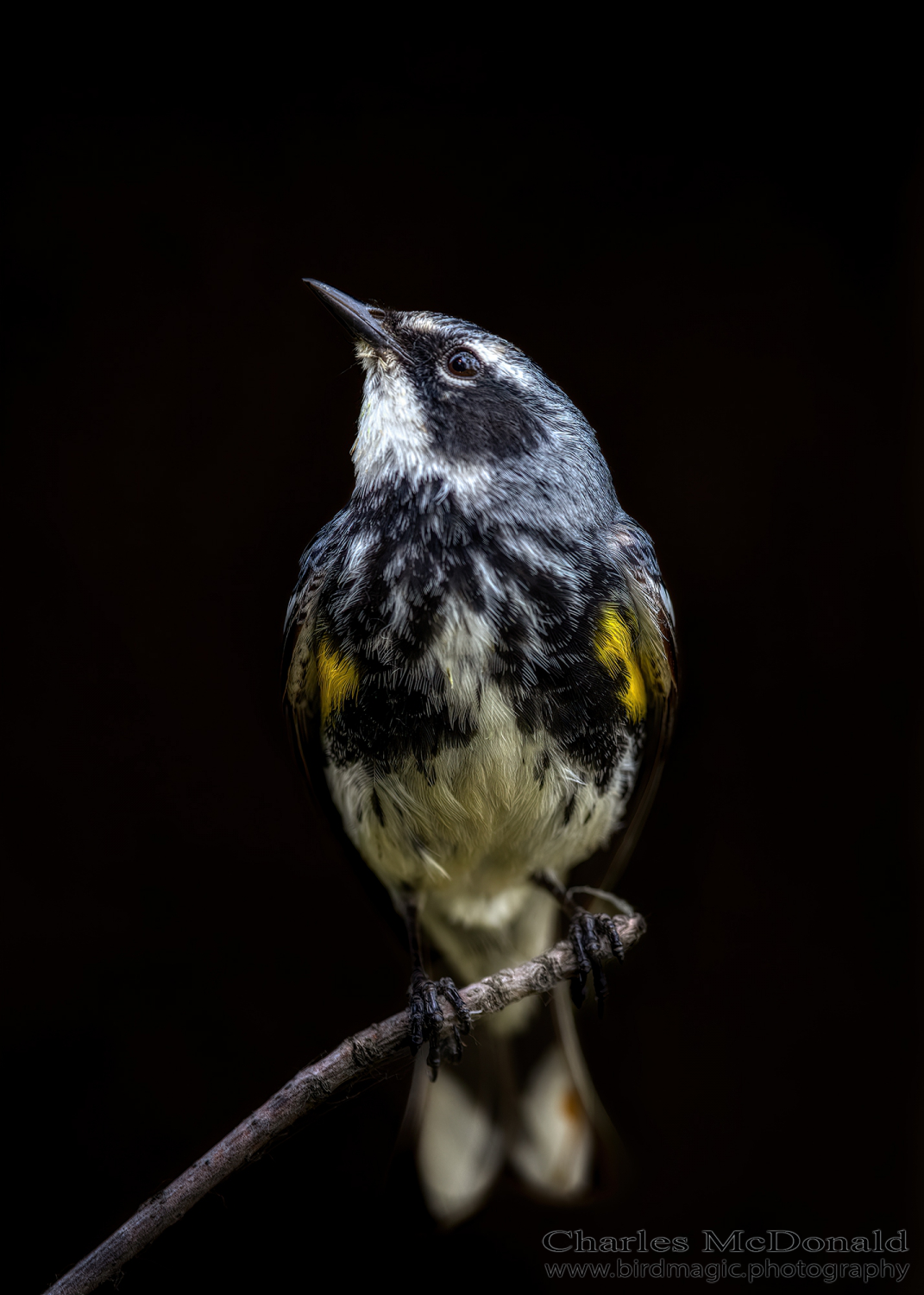Yellow-rumped Warbler