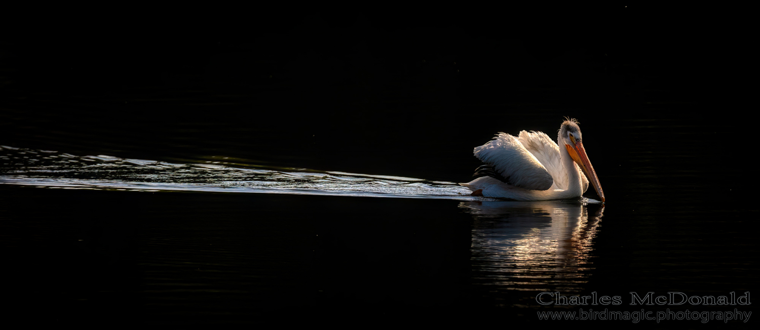 American White Pelican