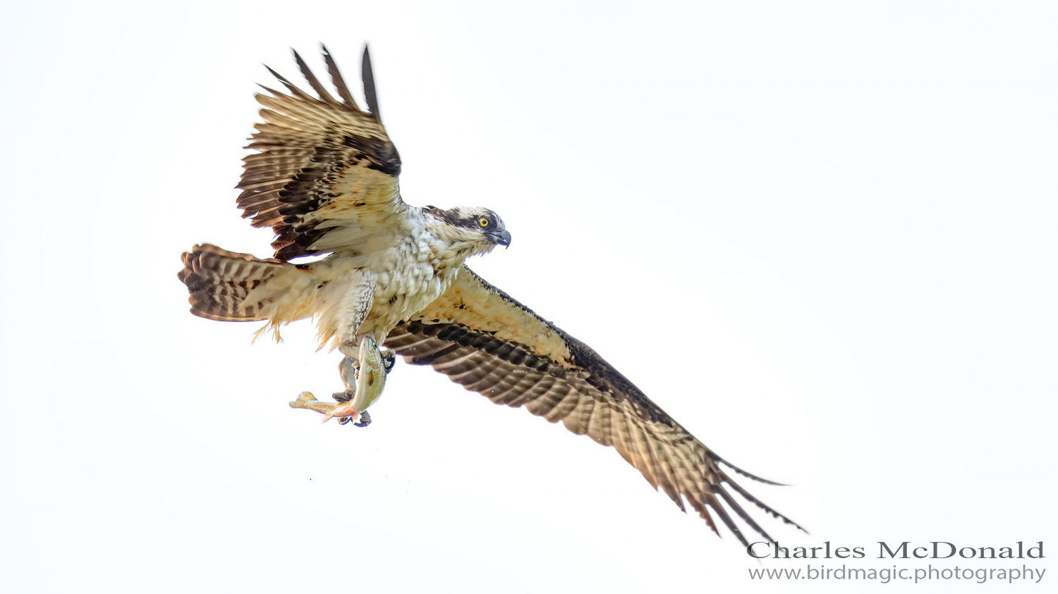 Osprey