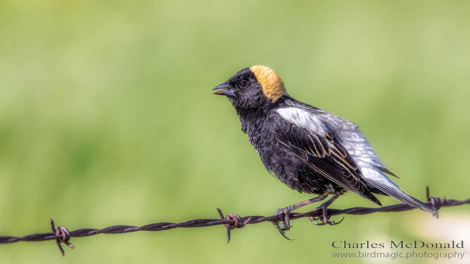 Bobolink