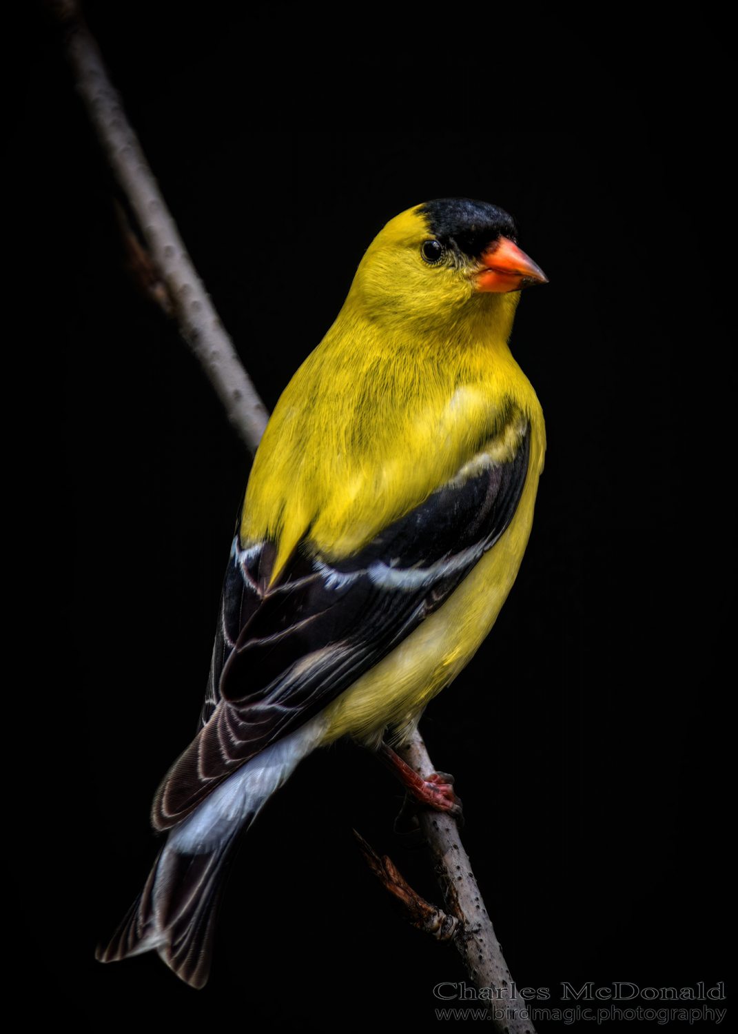 American Goldfinch