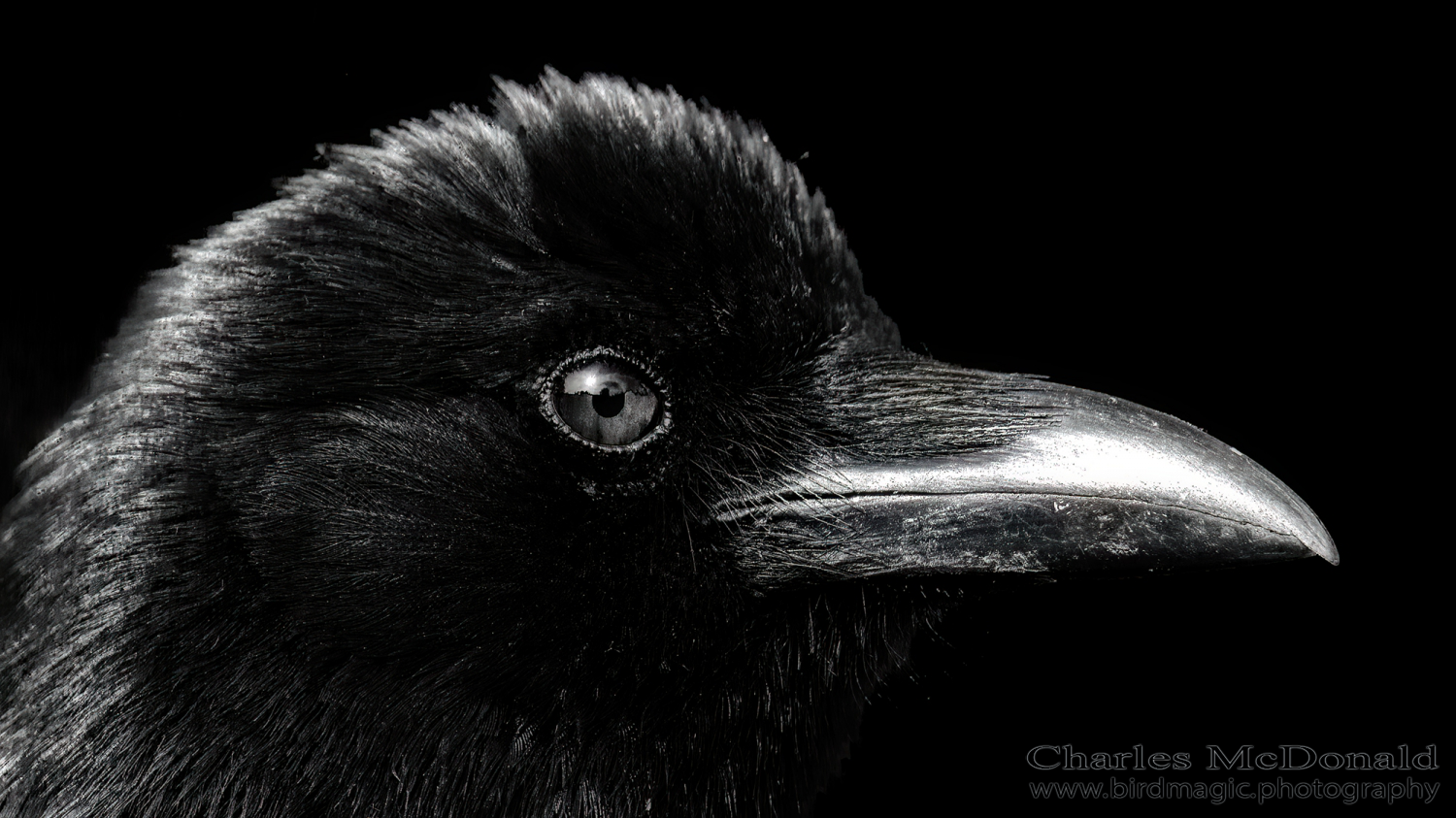 American Crow