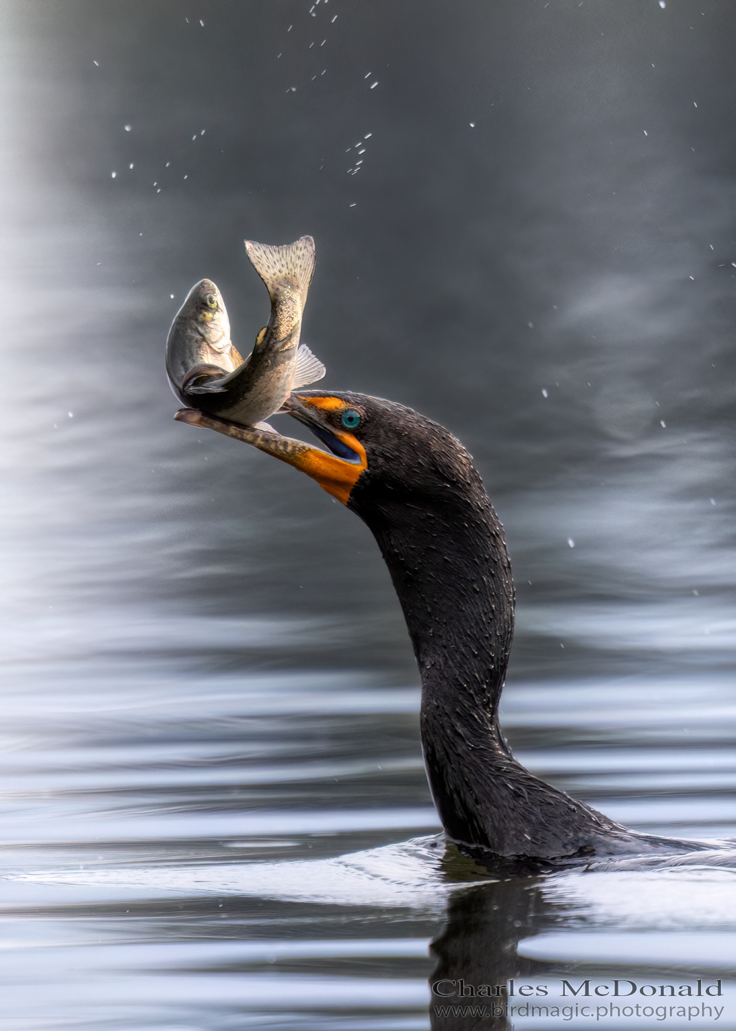 Double-crested Cormorant