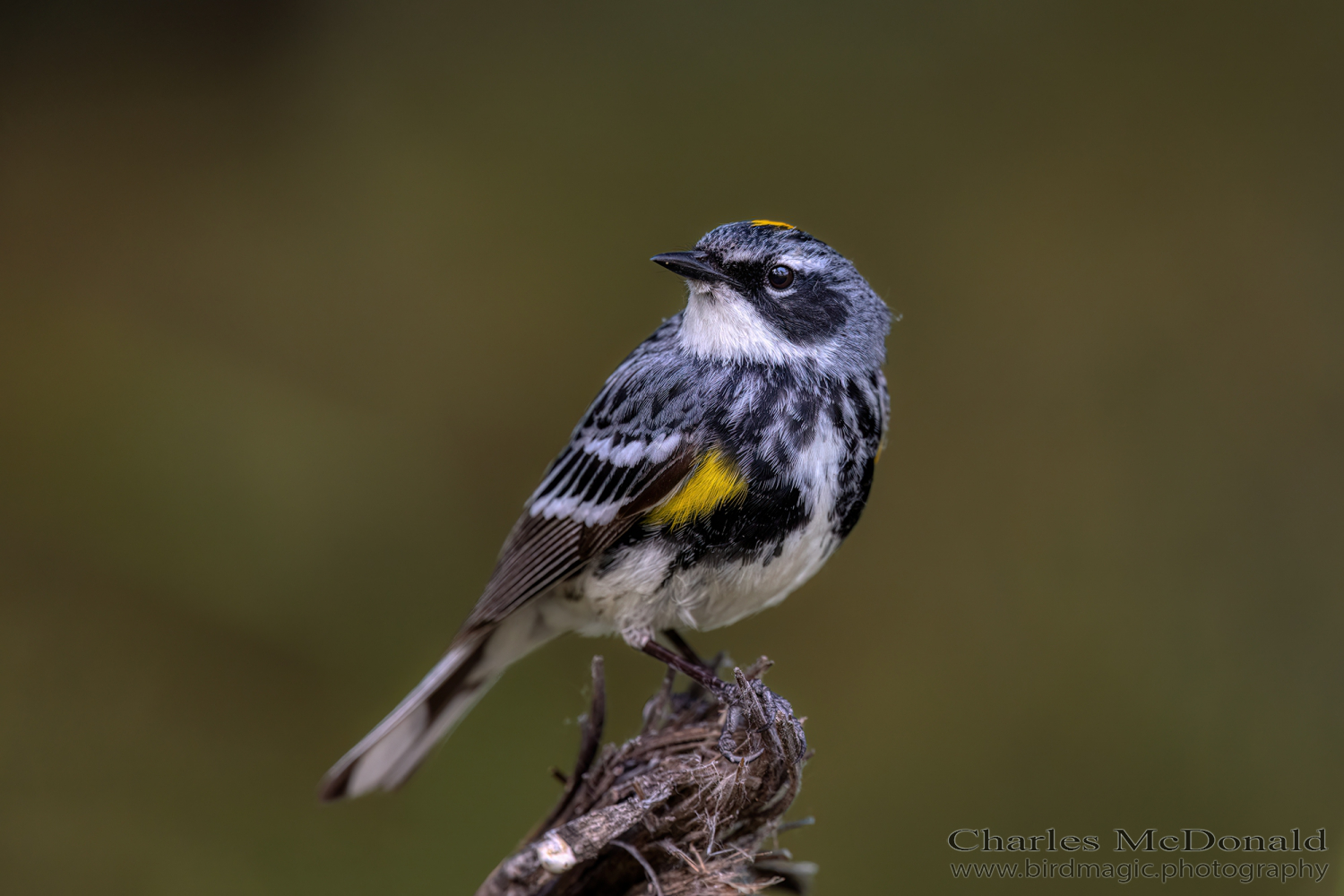 Yellow-rumped Warbler