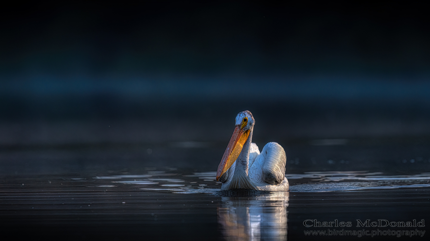 American White Pelican
