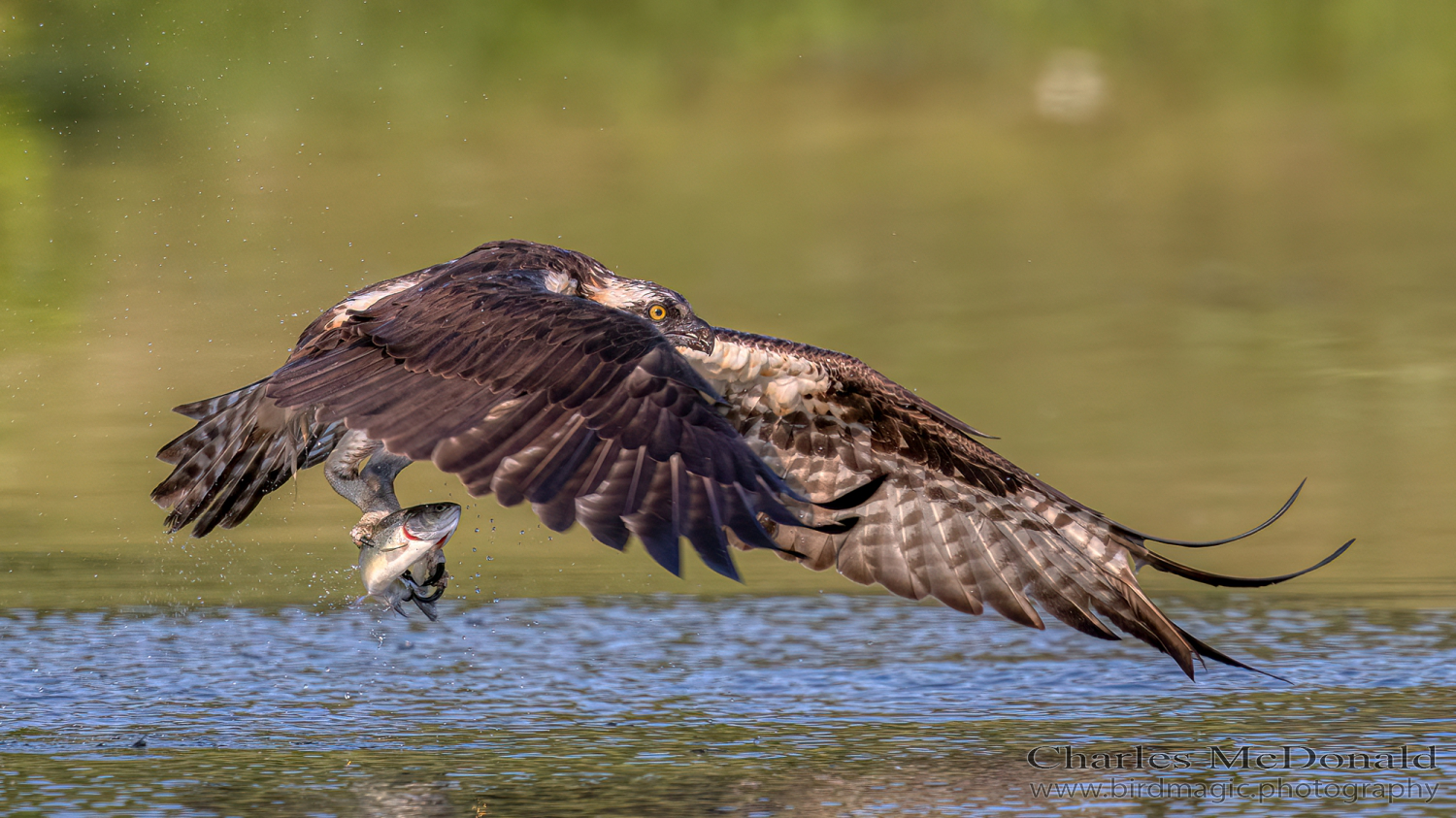 Osprey