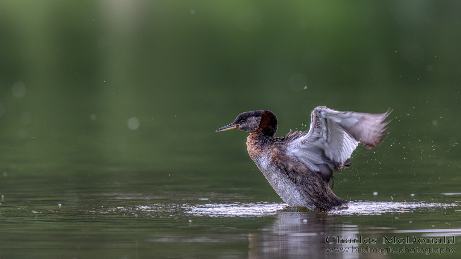 Red-necked Grebe