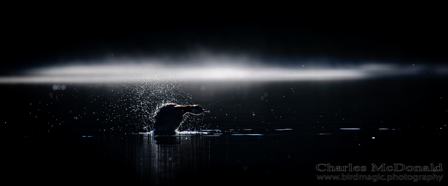 Red-necked Grebe