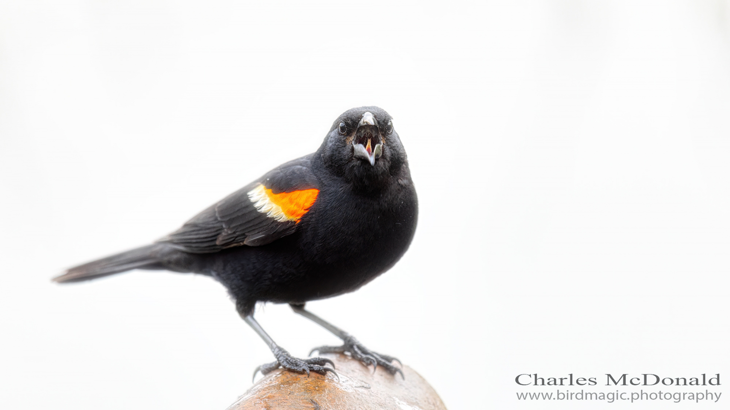 Red-winged Blackbird