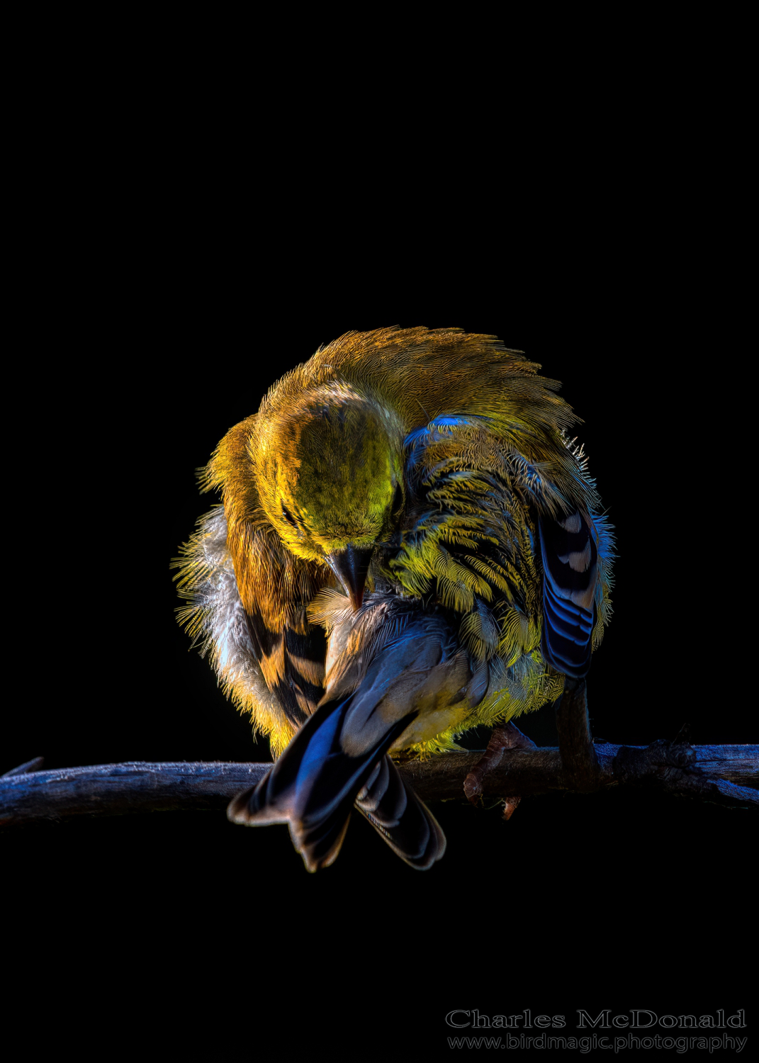 American Goldfinch