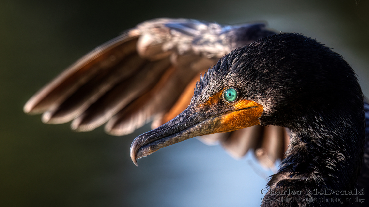 Double-crested Cormorant