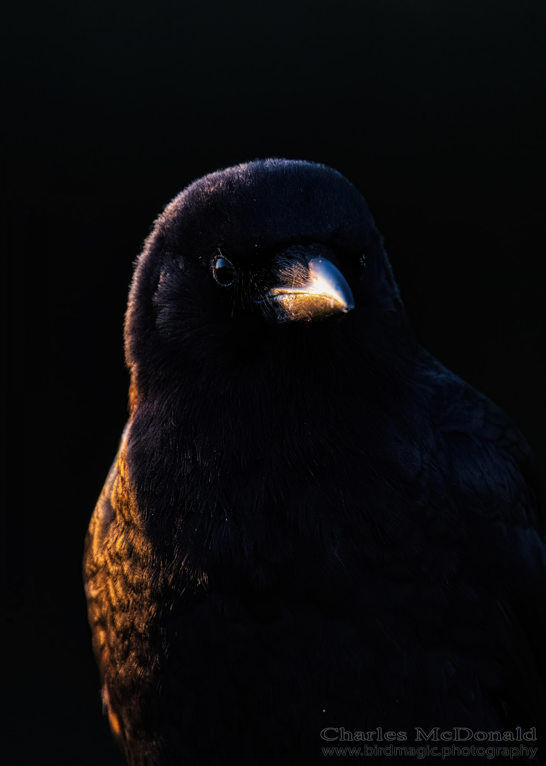 American Crow