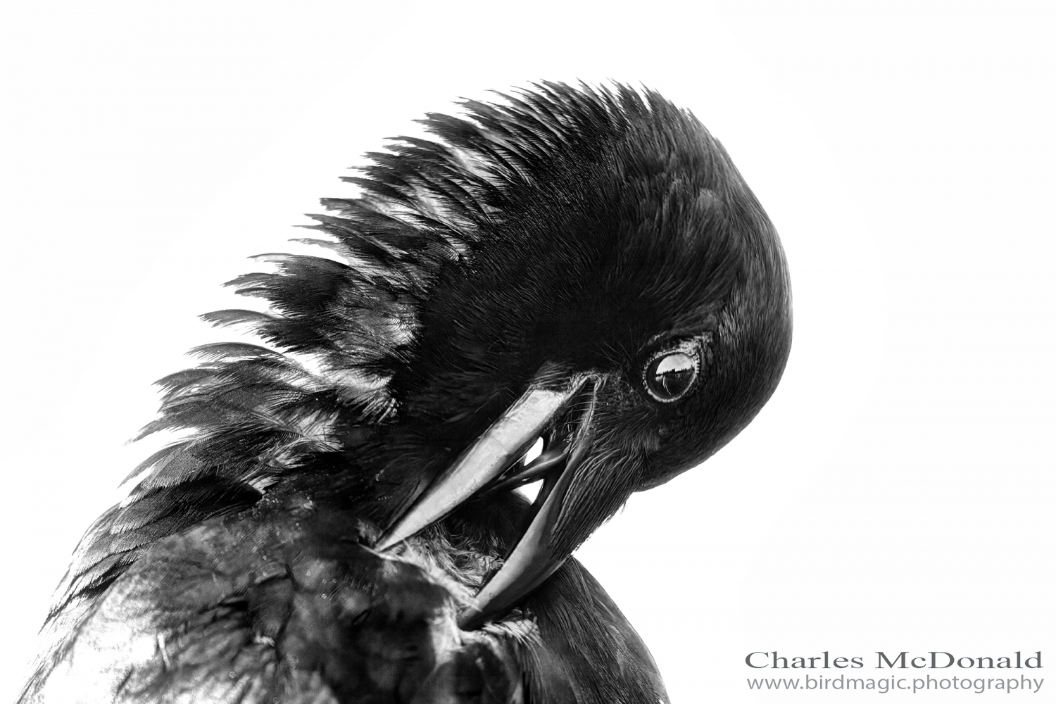 American Crow