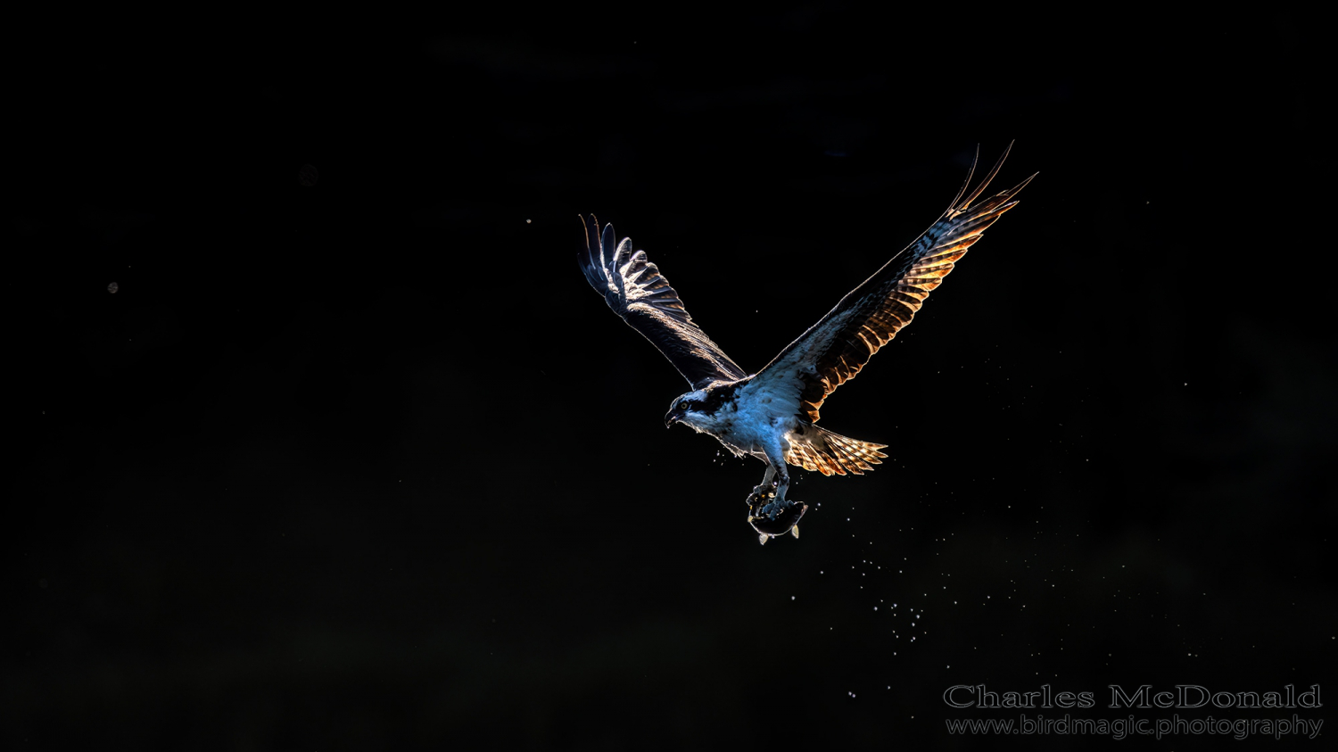 Osprey