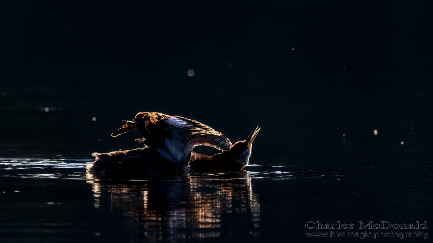 Red-necked Grebe