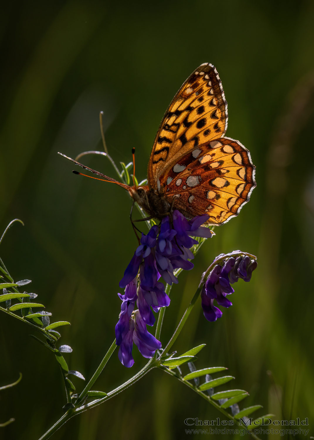 Great spangled fritillary